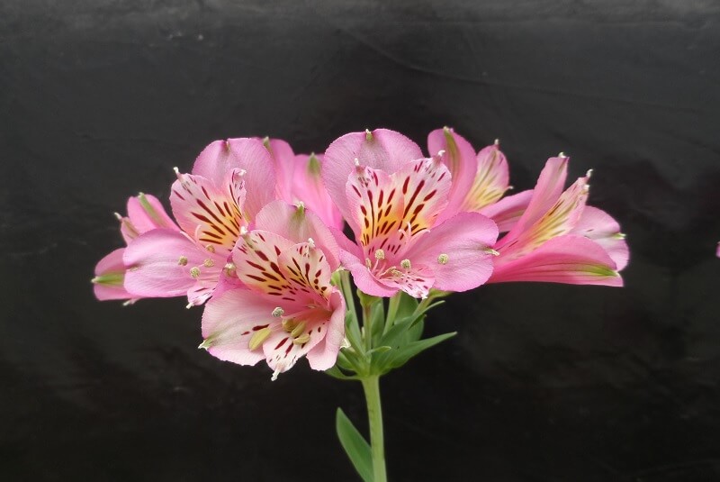"Fiesta de 15", la nueva variedad de flor de corte que presentó el INTA 1 flor rosada del inta