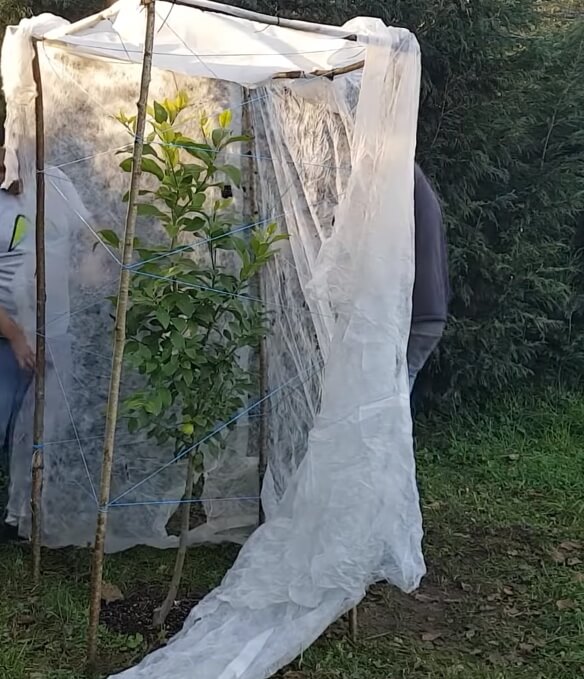 estructura para proteger al limonero de heladas