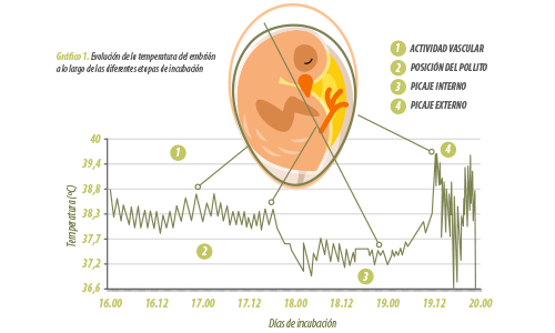 gráfico evolución temperatura embrión huevo