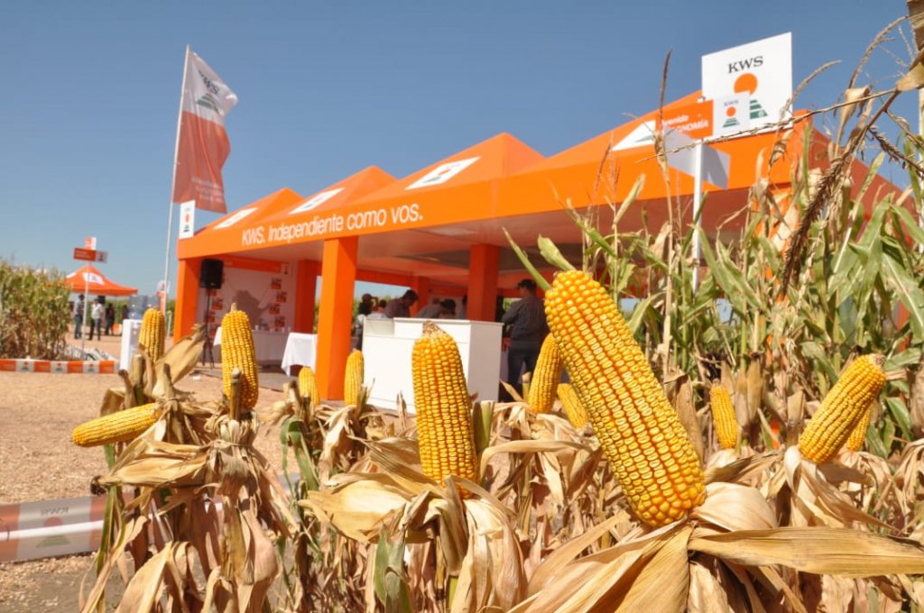 KWS realizó un nuevo "DAR" con el foco puesto en la genética y la agronomía 2 hibridos kws 1