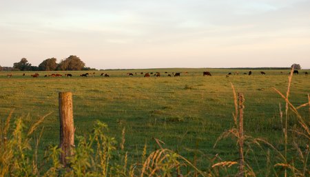 campo