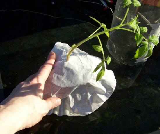 planta tomate envuelta filtro de café