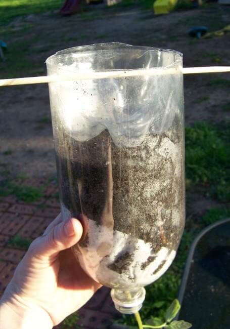botella plástico con planta tomate