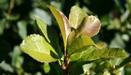 hoja de yerba mate