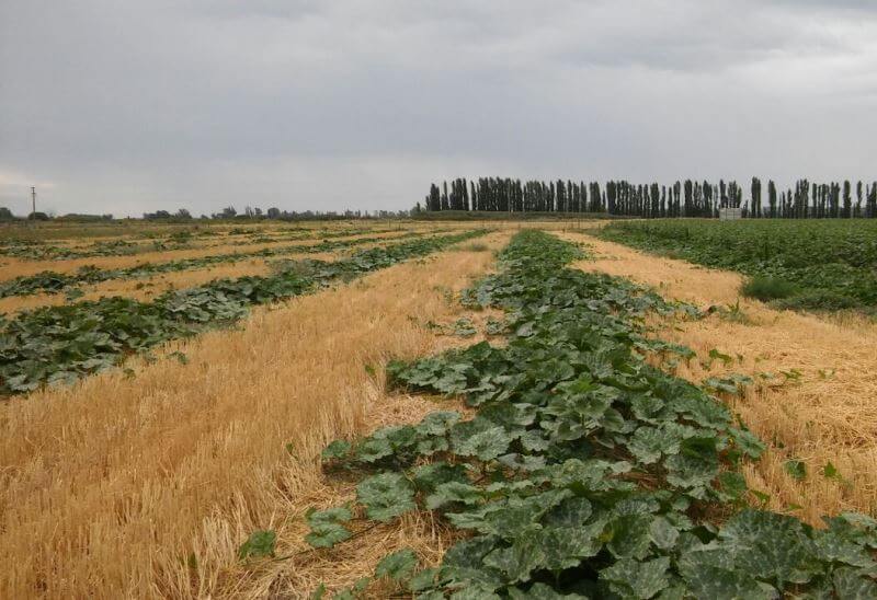 campo zapallo