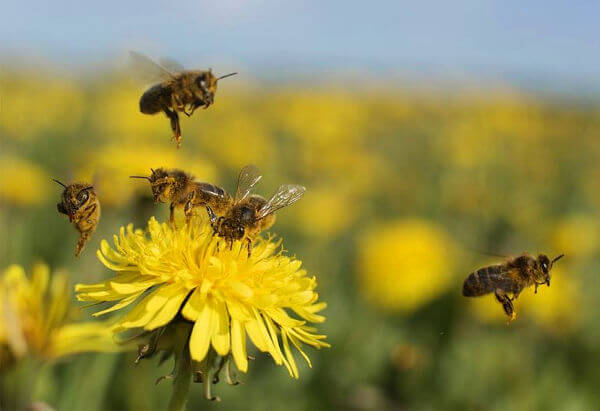 flores abejas