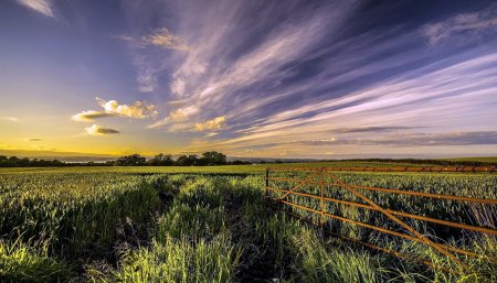 campo