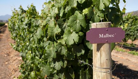 viñedo malbec