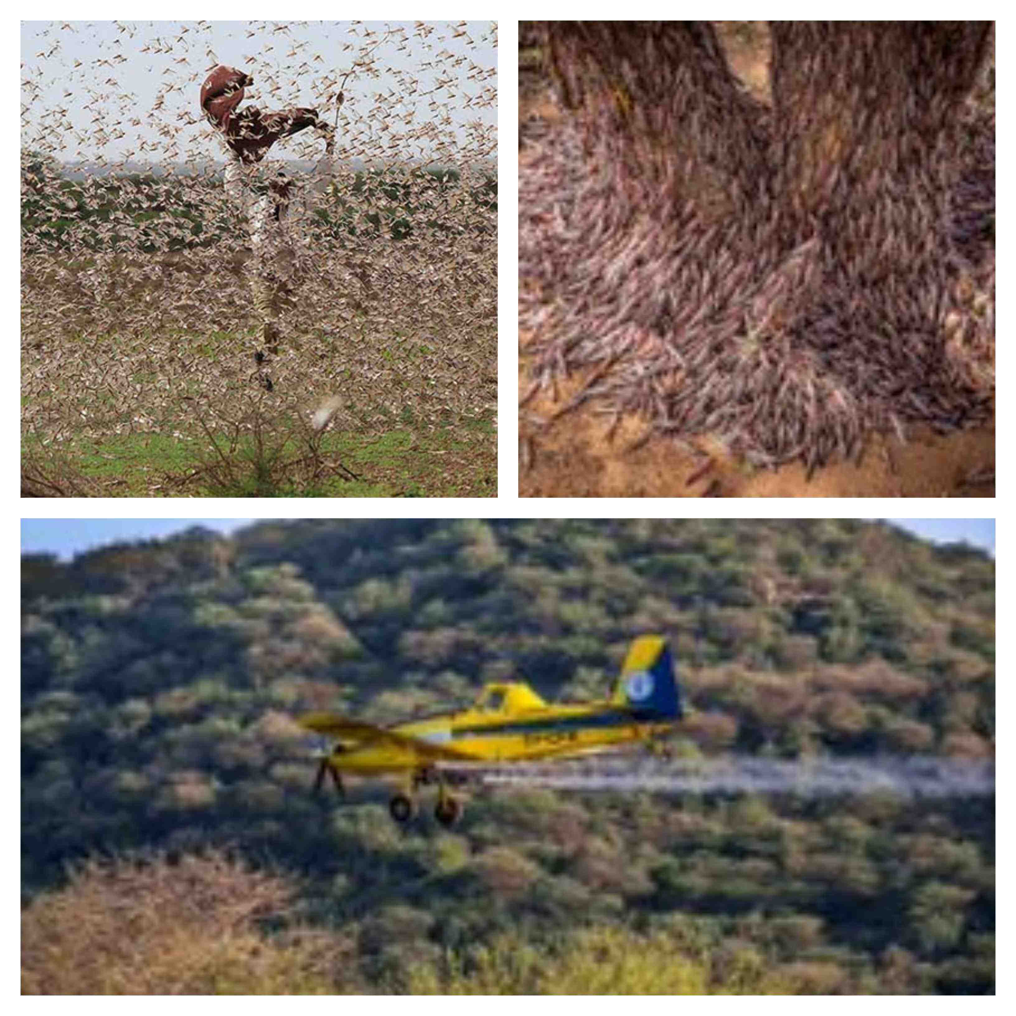 Ataque de langostas Africa