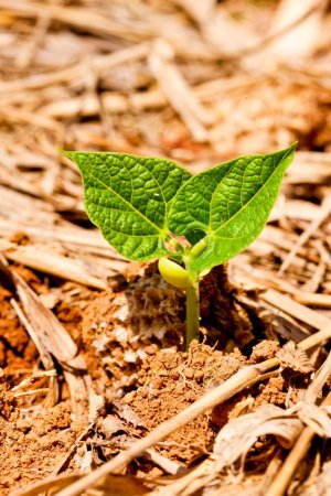 planta poroto