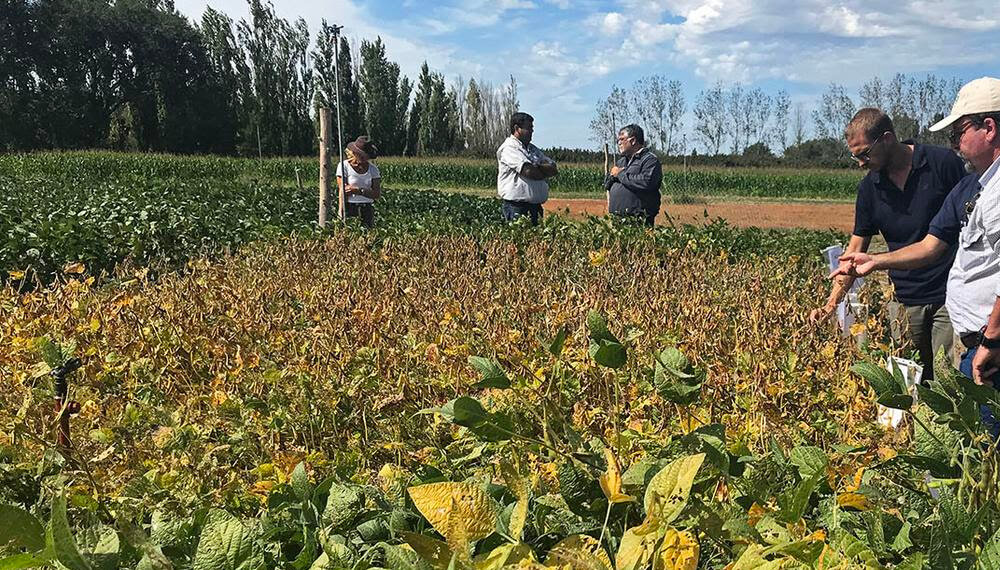 Cultivos de servicios, riego y maíces de 18 toneladas: así es producir en la Patagonia 1 Soja - Valle Irrigados - Río Negro