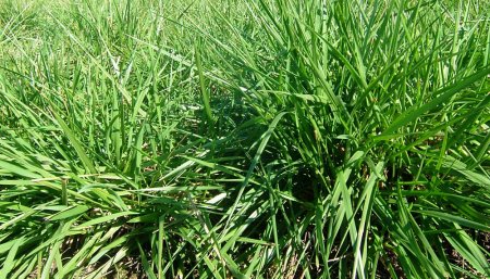 festuca inta