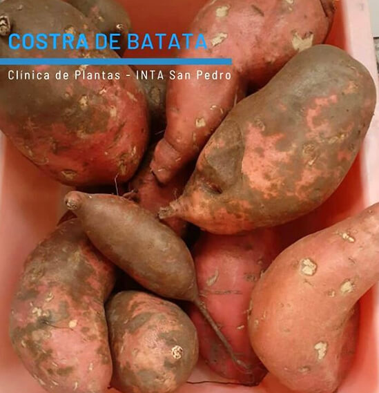 costra de batata