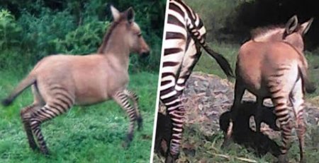 burro-cebra