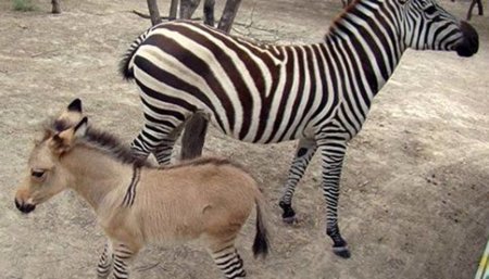 burro con cebra