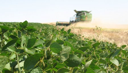 campo soja trilla