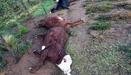 rayo vacas