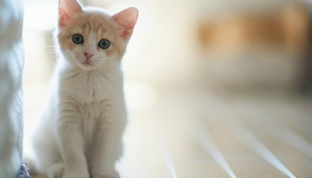 gato infocampo