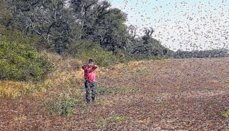 langostas senasa