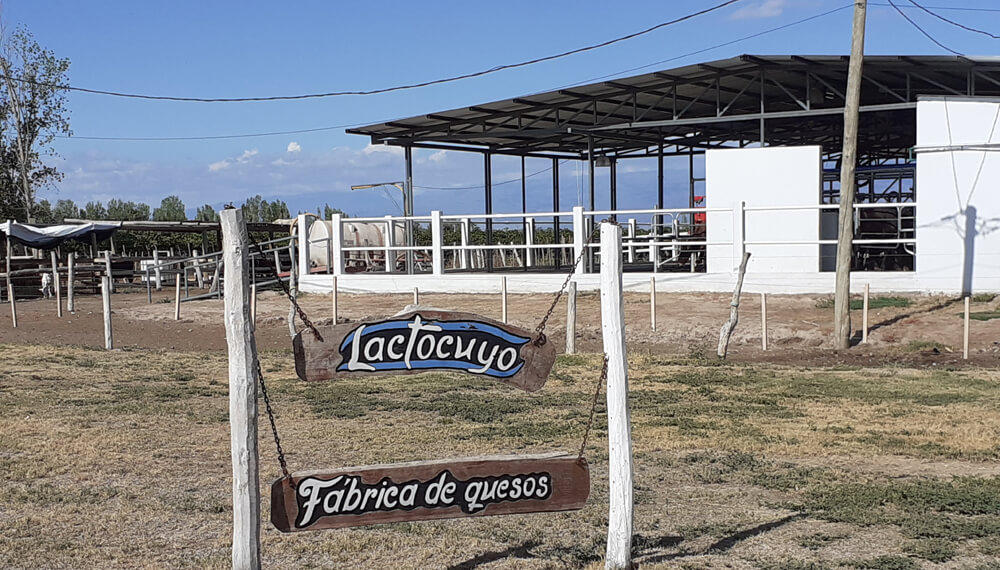 El tambo sanjuanino que genera energía y fertilizante con una bolsa biodigestora 1 lactocuyo