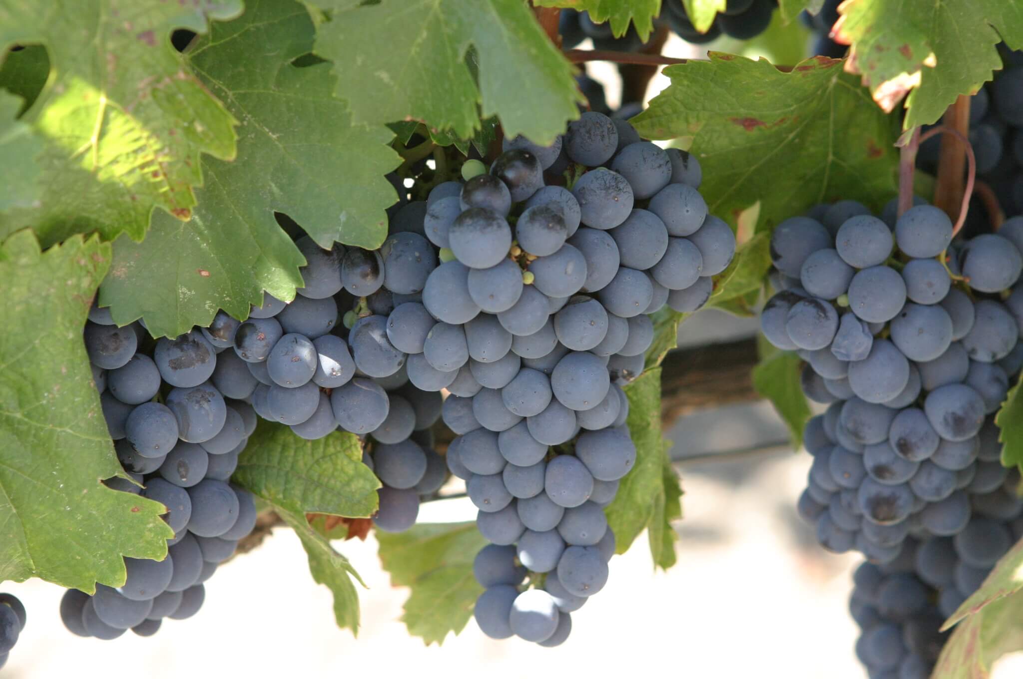 uvas