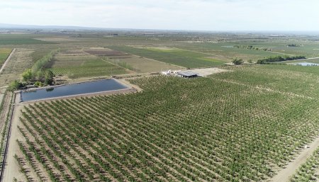 campo nueces