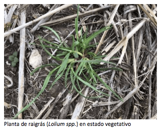 Raigrás, un banco que crece 3 raigras summit agro