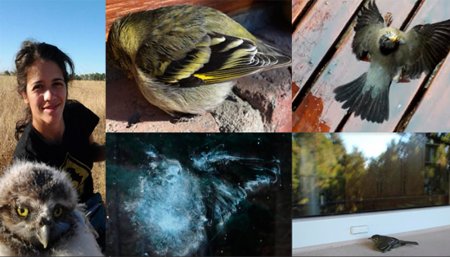 aves