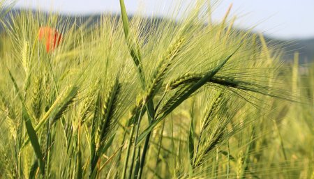 trigo campo