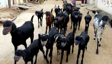 cabras con barbijos