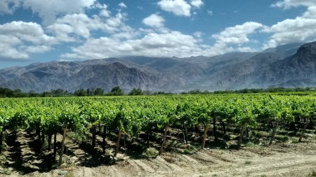 viñedo