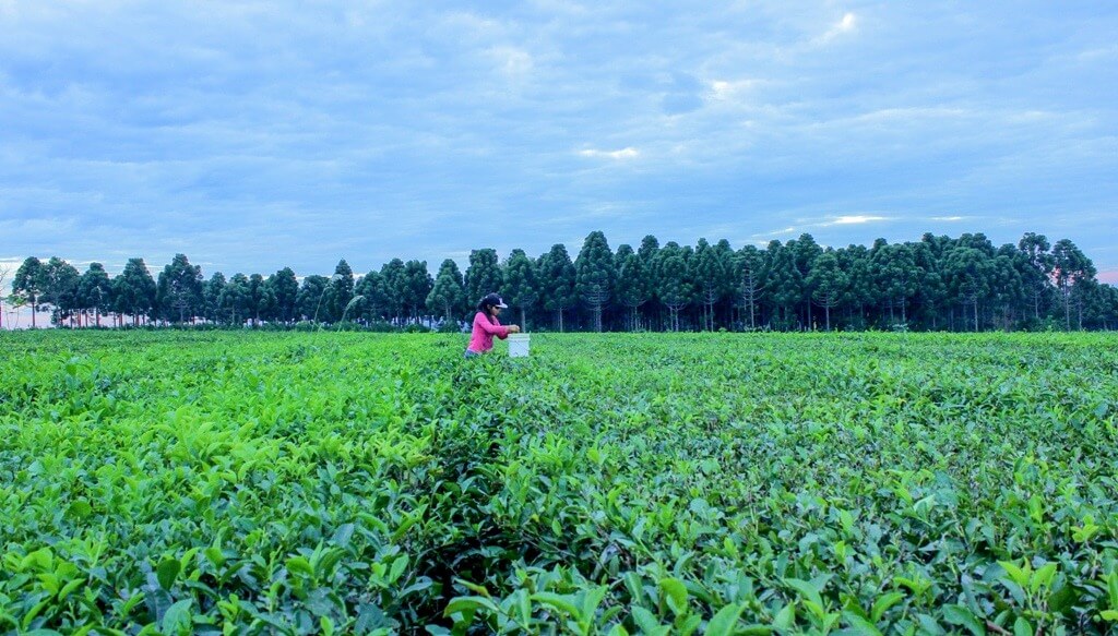 39.800 razones para celebrar el Día Internacional del Té 1 2 1