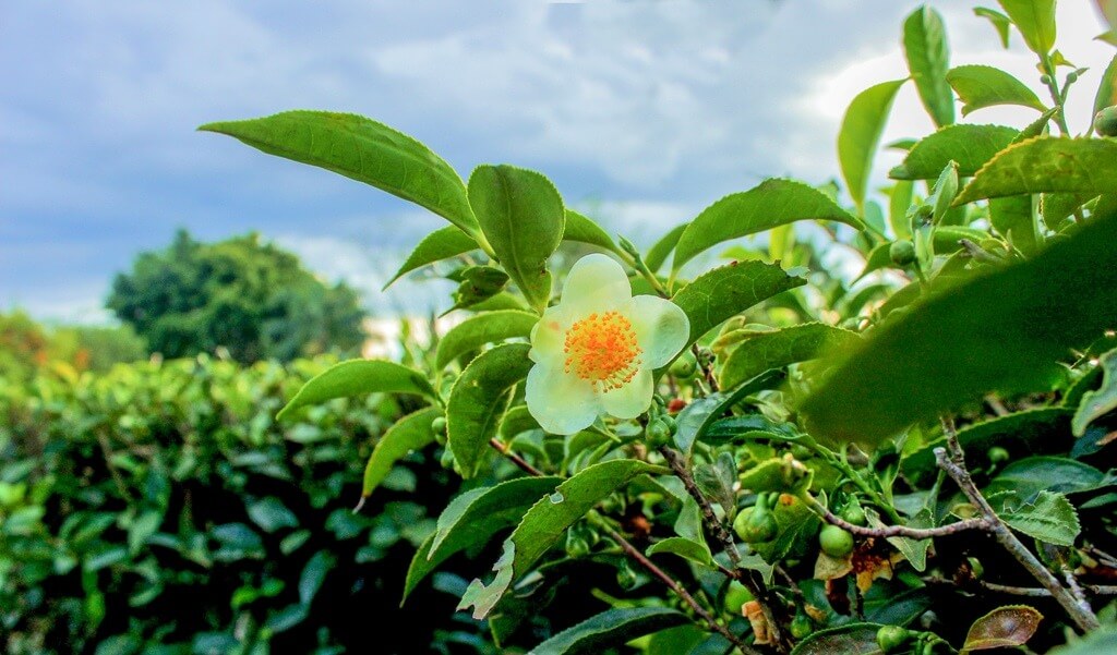 39.800 razones para celebrar el Día Internacional del Té 2 3 1