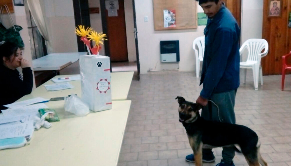 Brucelosis canina: vigilancia epidemiológica activa en Esquel 1 brucelosis senasa