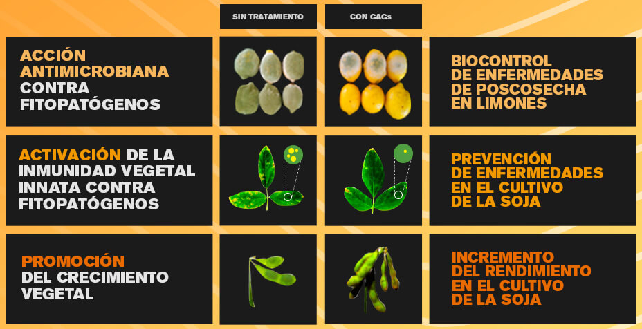 Identifican compuestos vegetales para desarrollar biofertilizantes ecológicos para el agro 2 cuadro comparativo GAGs