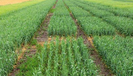 campo trigo