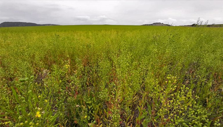 camelina