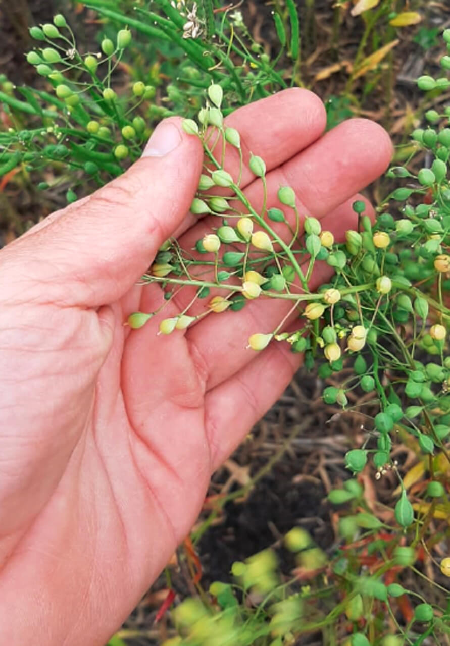 camelina