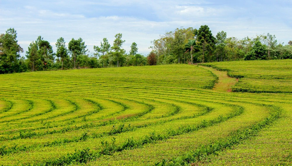 39.800 razones para celebrar el Día Internacional del Té 4 campo de te misiones