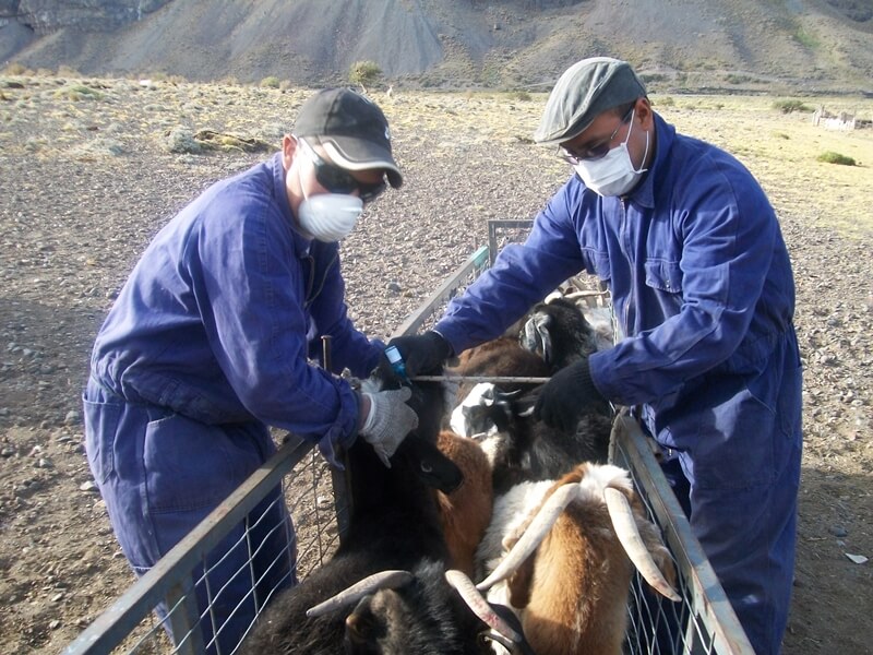 cabras