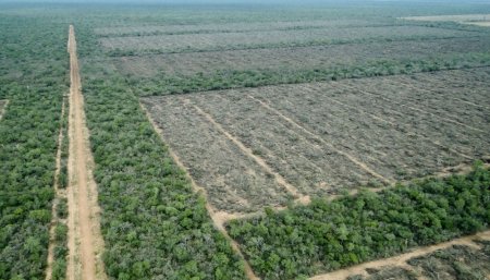 desmontes greenpeace