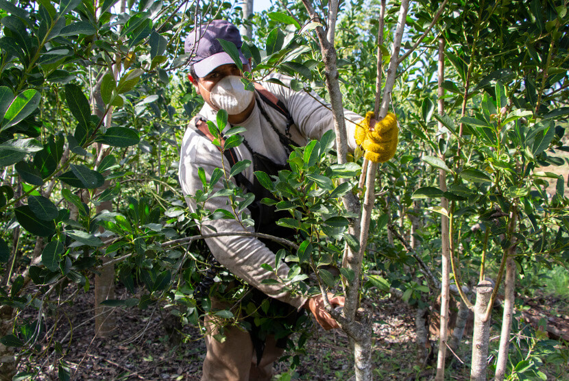 hombre con barbijo cosechando yerba mate