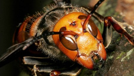 vespa mandarinia