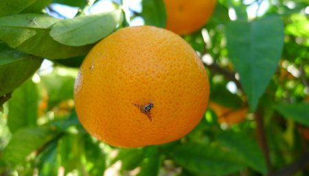 Cómo realizar trampas caseras para combatir la mosca de la fruta 1 naranja con mosca de los frutos