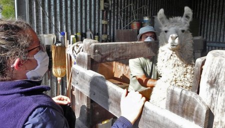 científicos llama
