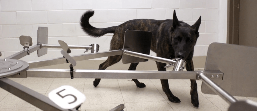 Entrenan perros para que detecten humanos con COVID-19 positivo 2 sdsf