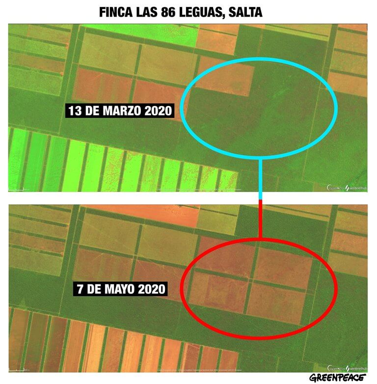 Dos directivos de la Sociedad Rural acusados por deforestar ilegalmente más de 750 hectáreas 2 Comparativa Satelitales Finca Las 86 Leguas