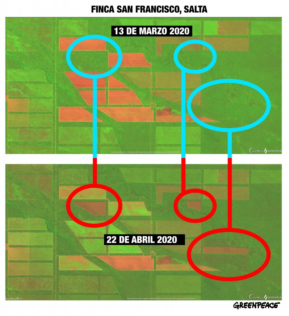 Dos directivos de la Sociedad Rural acusados por deforestar ilegalmente más de 750 hectáreas 1 Comparativa Satelitales Finca San Francisco
