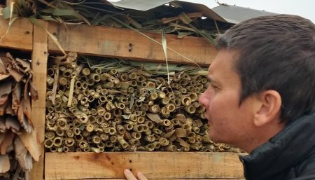 Hoel de insectos - Lucas Andreoni