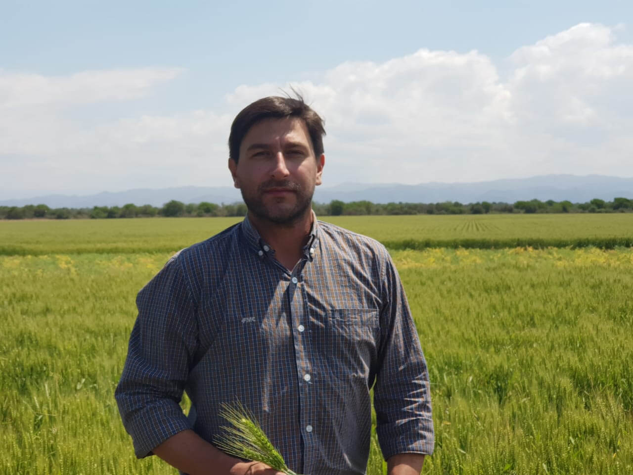 Un herbicida versátil es clave para ganarle a las malezas de invierno 1 Ing Agr Juan Caporicci gerente FMC infocampo